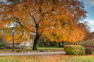 Autumn Stroll, Museum gardens