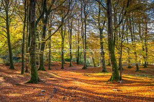 Bands Of Gold, Autumn Woodland