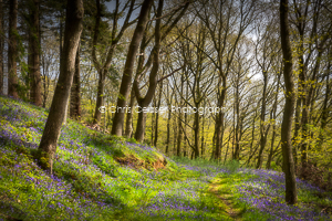 Bluebell Wood, North York Moors