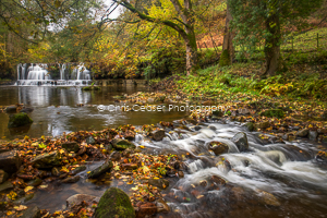 Woodland Stream, Nidderdale