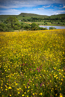 Buttercups Above Semerwater, raydale