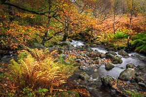 By The Stream, Borrowdale Valley