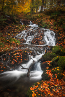 Swirling Brook, Windermere