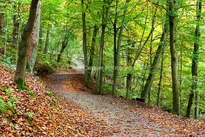 Autumn Pathways