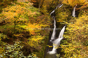 Autumn Gold, Stock Ghyl Falls