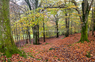 Autumn Woodland Walk, keswick