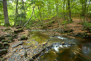 Autumn in May Beck, North York Moors