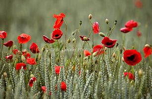 Wheatfields And Poppies