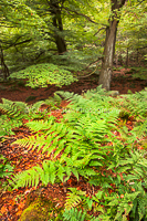 Autumn Ferns, Padley Gorge