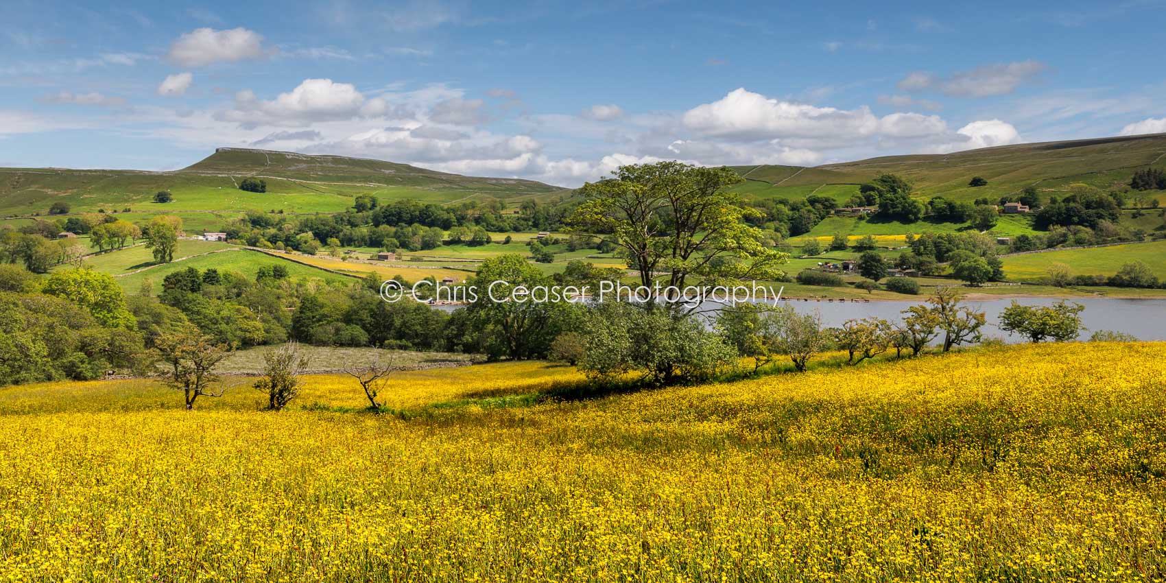 Semerwater Buttercups, Wensleydale